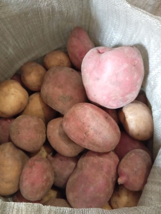 Продам домашнюю картошку!