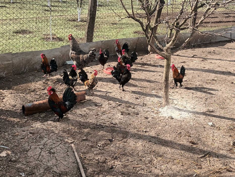 Cocosi pitici 2024 si 2025!