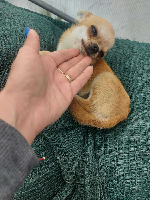 Мини чихуахуа женско