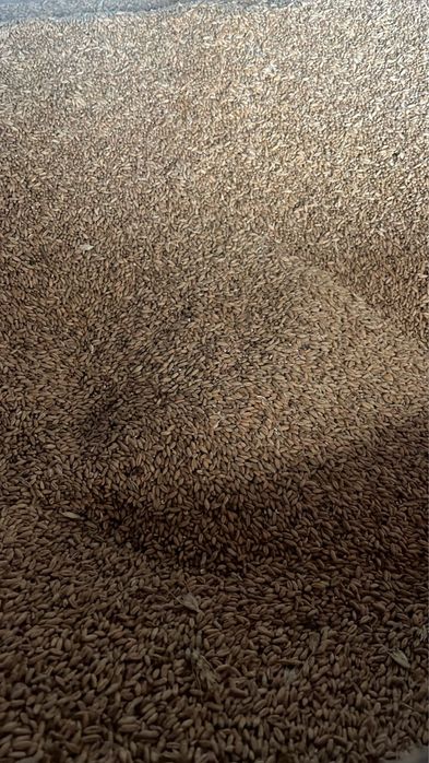 Triticale productie 2025