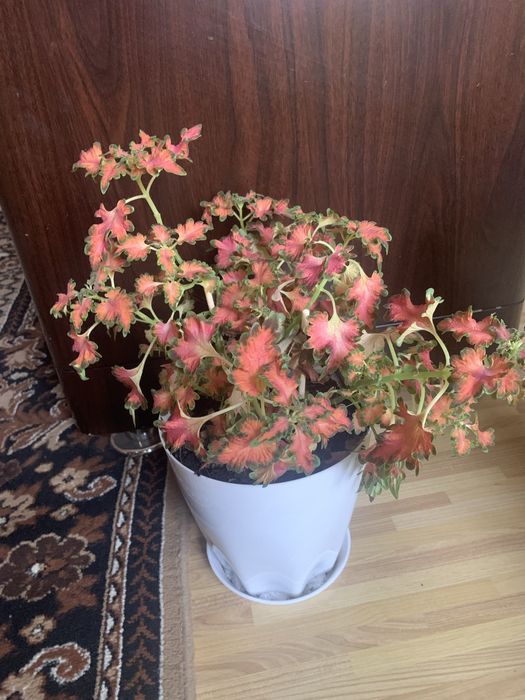 Цветы комнатные колеусы