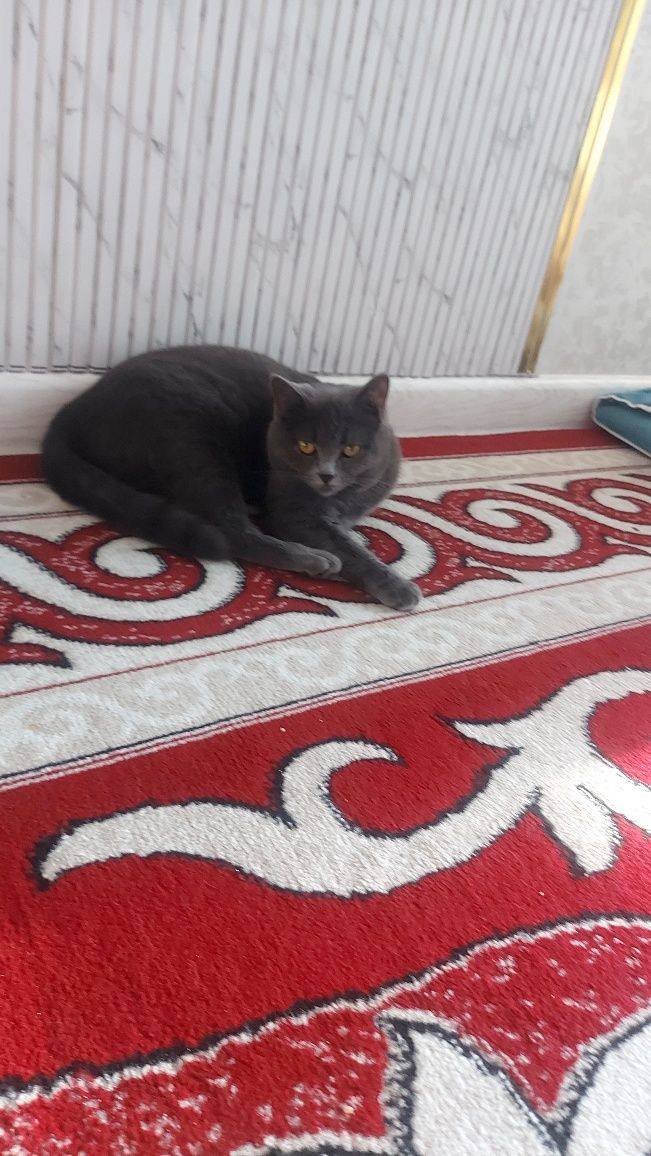 Пподам  кошку британку