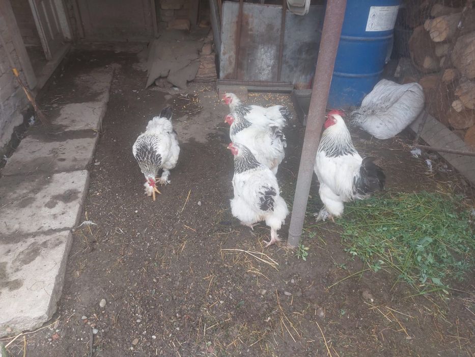 Vând găini rasa Brahma ,un cucoș și patru găini (foarte frumoase )