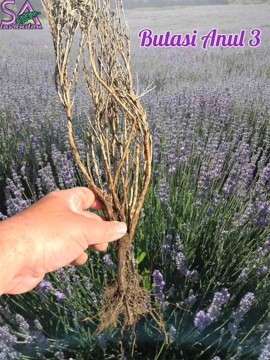 Butasi de Lavanda