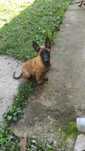Ciobanesc belgian malinois