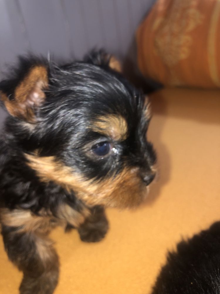 Yorkshire Terrier mini tit
