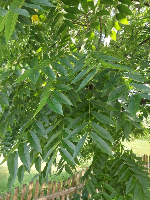 Puiet nuc negru american Juglas Nigra (Black Wallnut)