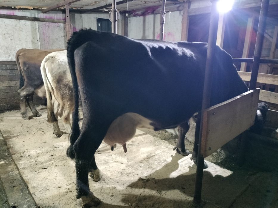 De vânzare vaca cu lapte