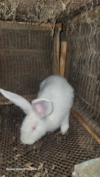 Russkiy velikan sames sotiladi!