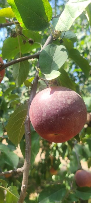 Sifatli  dasturxon bop Olma sotiladi mazasi juda shirin. Narxi kelishi