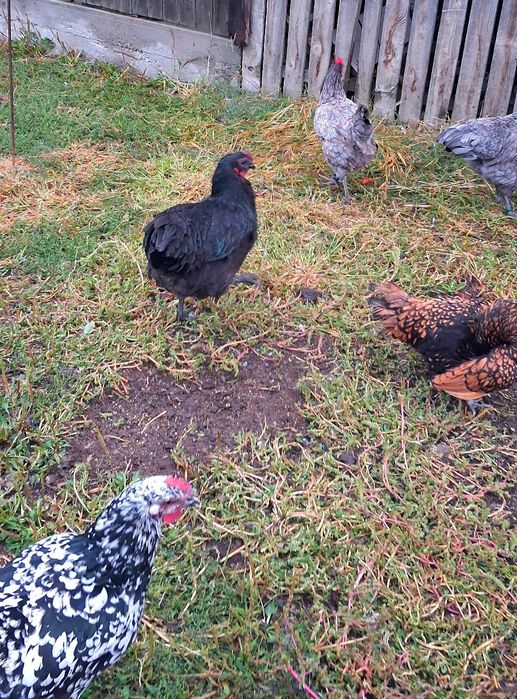 Pereche de gaini Australorp