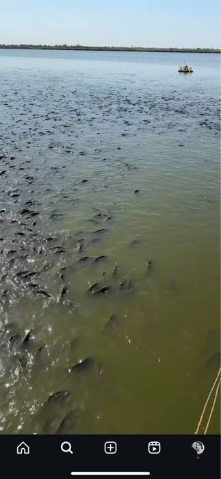 Tirik Baliq Xorazmdan Toshkentga