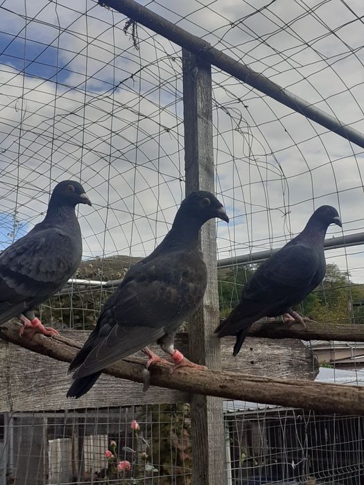 Porumbei voiajori colorați