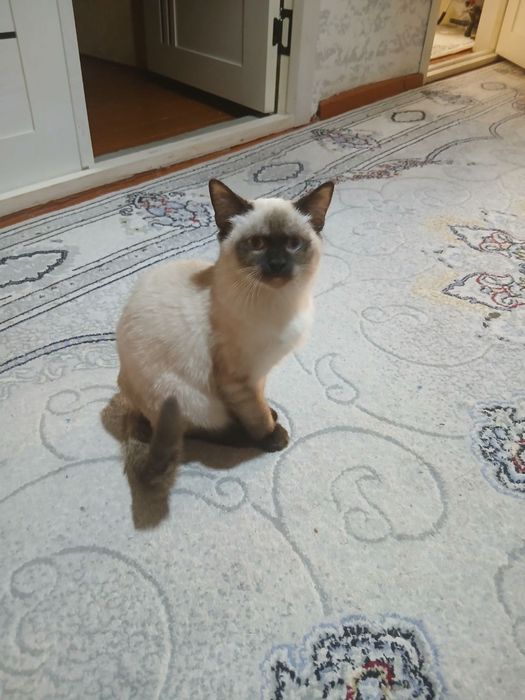 Мушук сотилади...