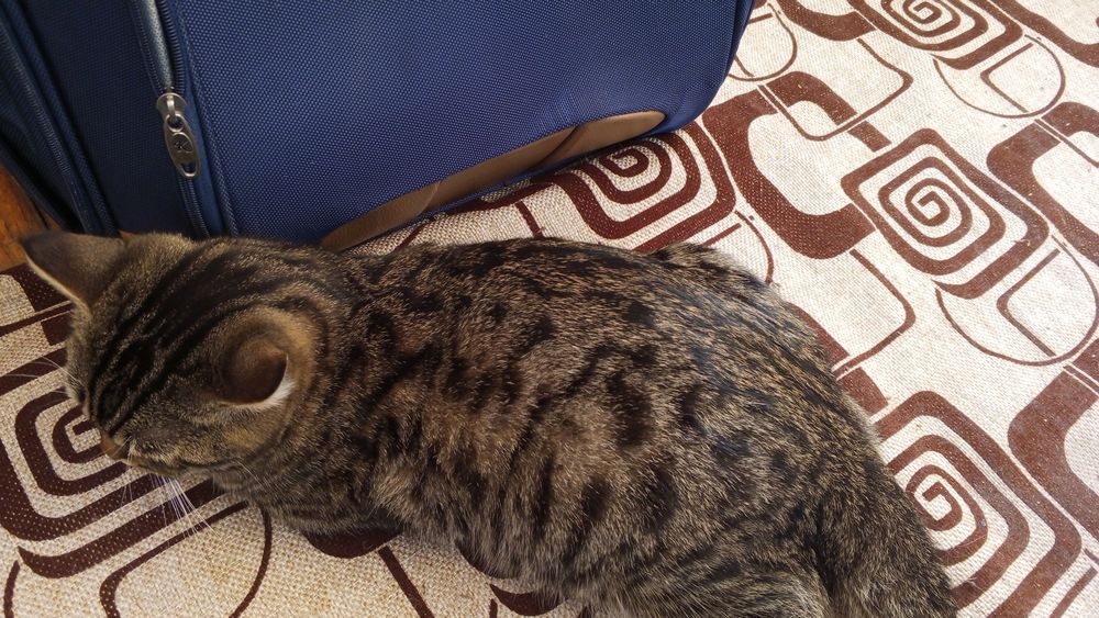 Коту отдам в даром, только в добрые руки.