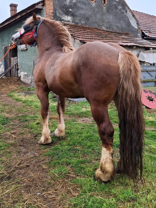 Vând Armasar Ștanțat