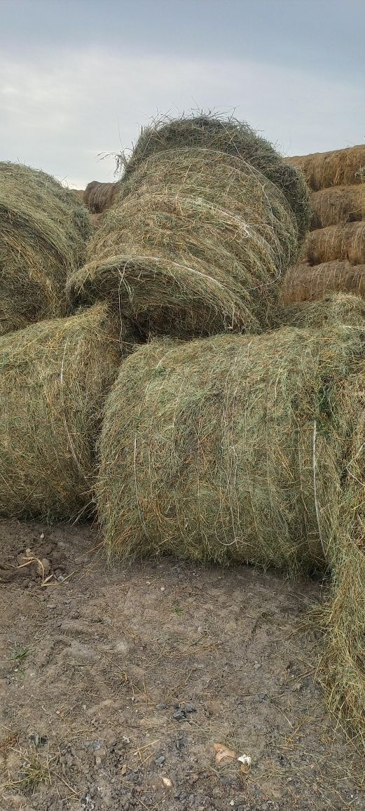 Продам  сена все вопросы по телефону.