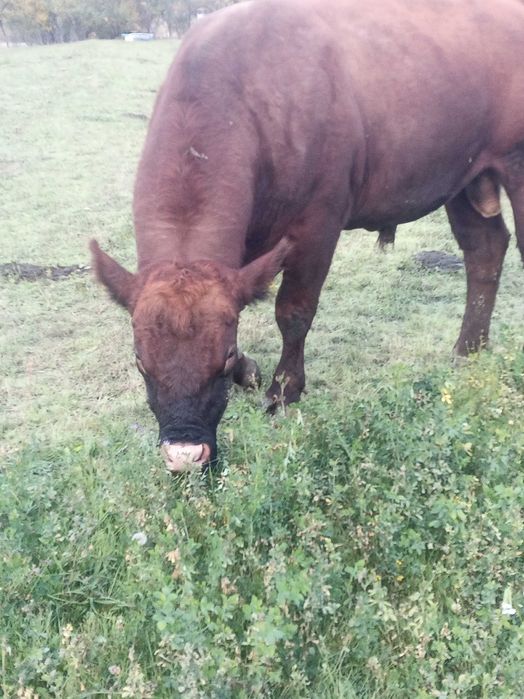 De vânzare sau schimb taur angus