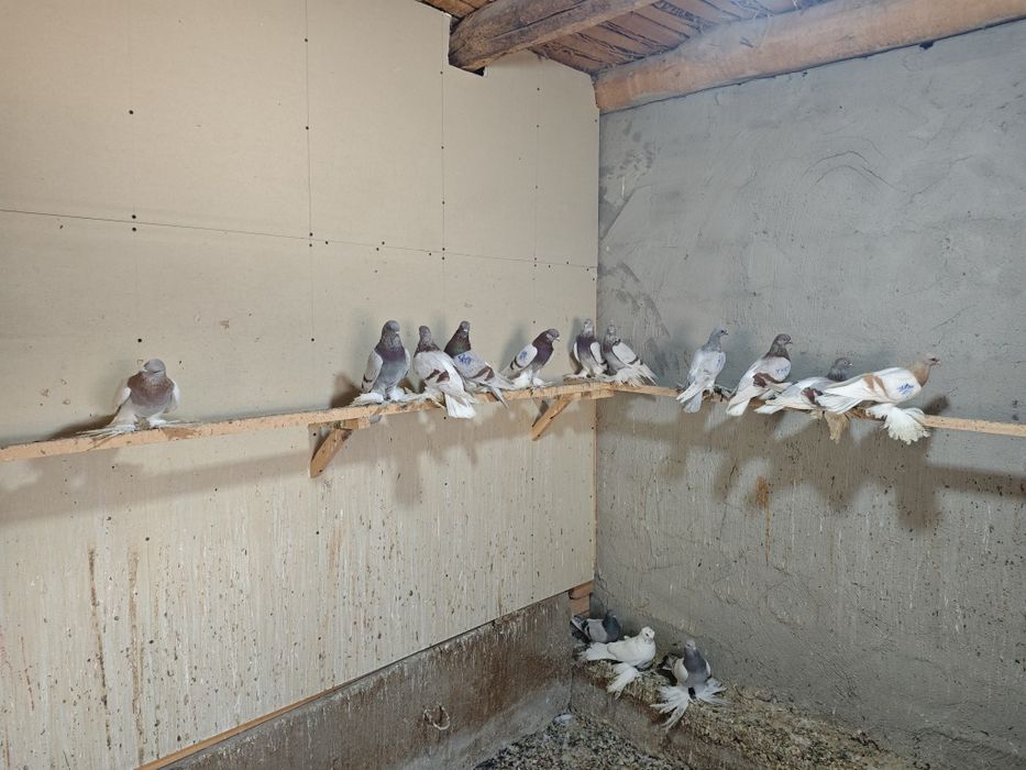 Kaptar kabutar golubi gulubey kaptarlar kaptarla