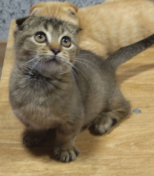 В продаже МАНЧКИНЫ