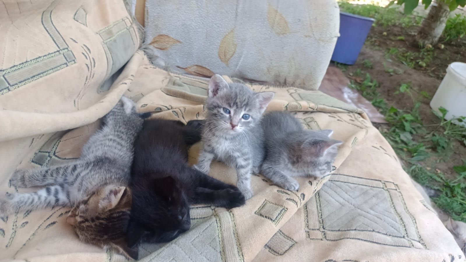 Отдам котят в добрые руки