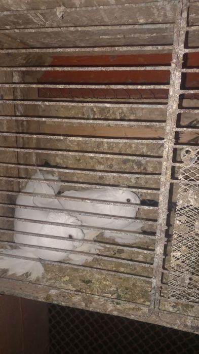 Голубей на продажу