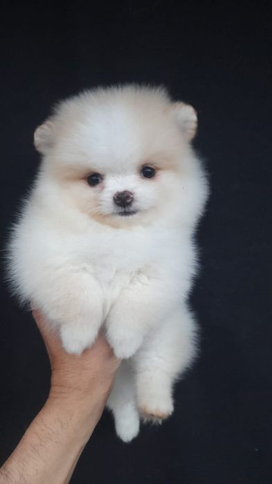 Открыт резерв на щенков шпица