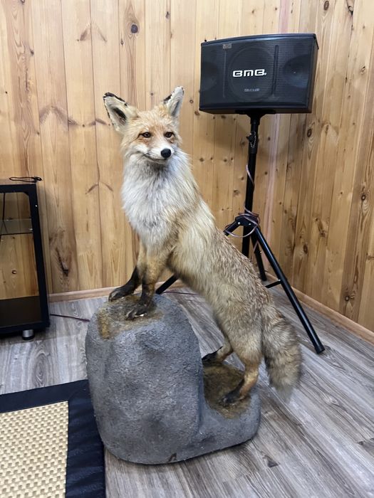 Декор для дома Лиса чучело