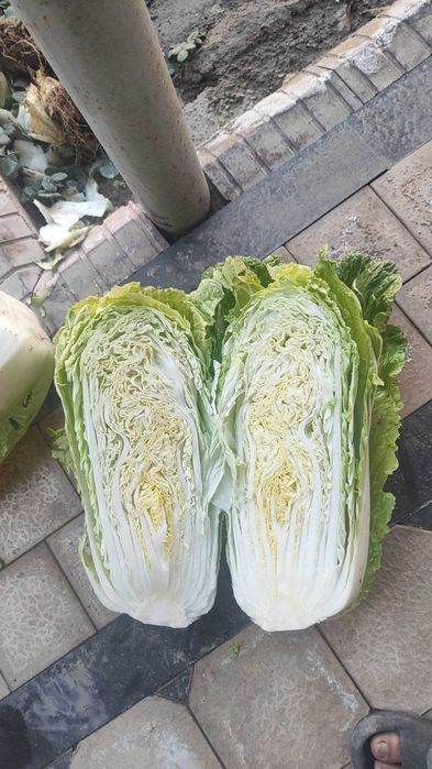 Пекинская капуста