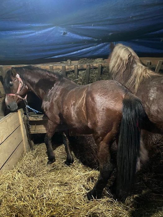 De vânzare harmasar