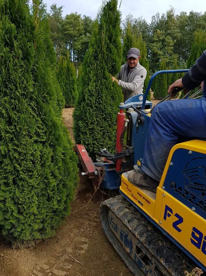 Vând plante tuia thuja smaragd