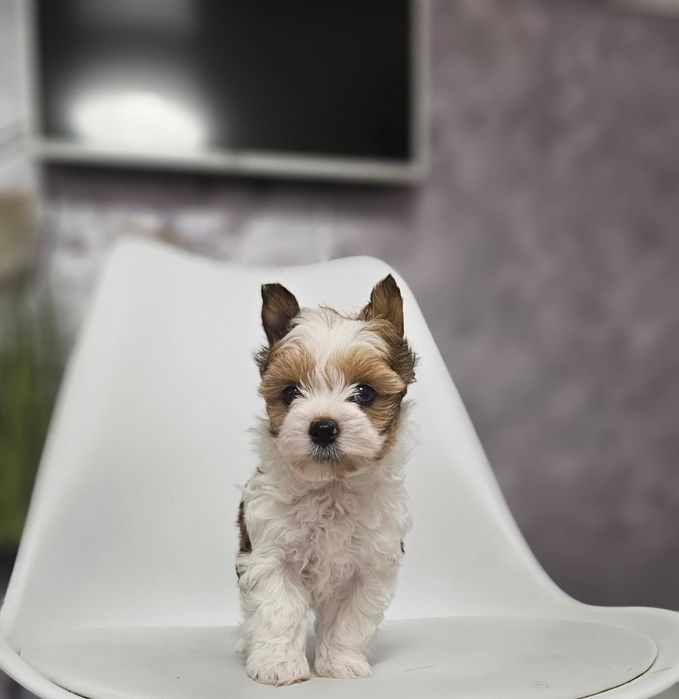 Yorkshire terrier fetita biewer.