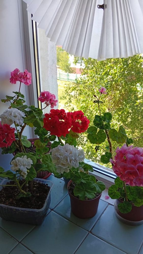 Продам цветы  герань