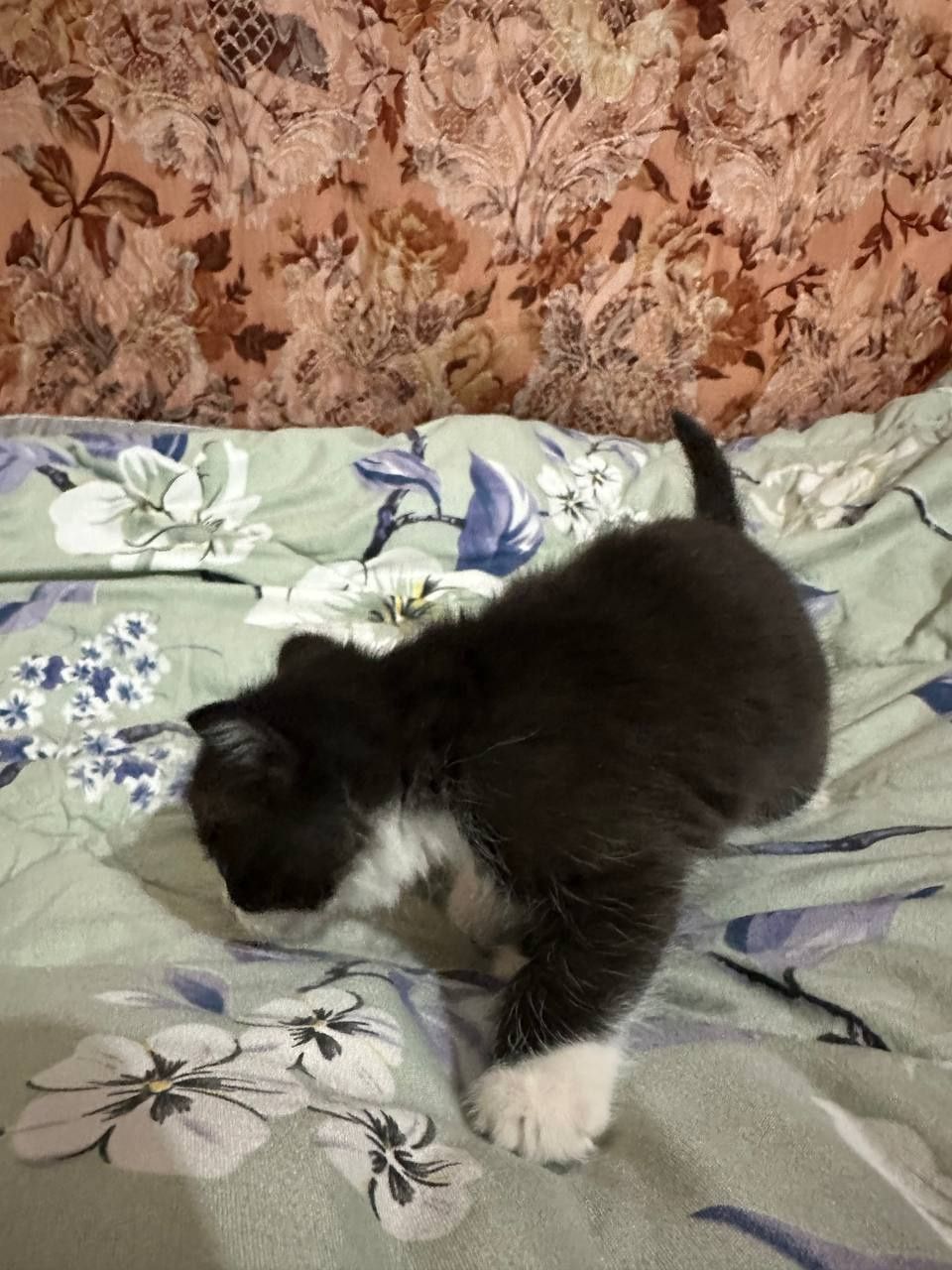 Отдам котят в добрые руки!