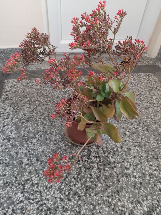 Каланхое - много лесно за отглеждане