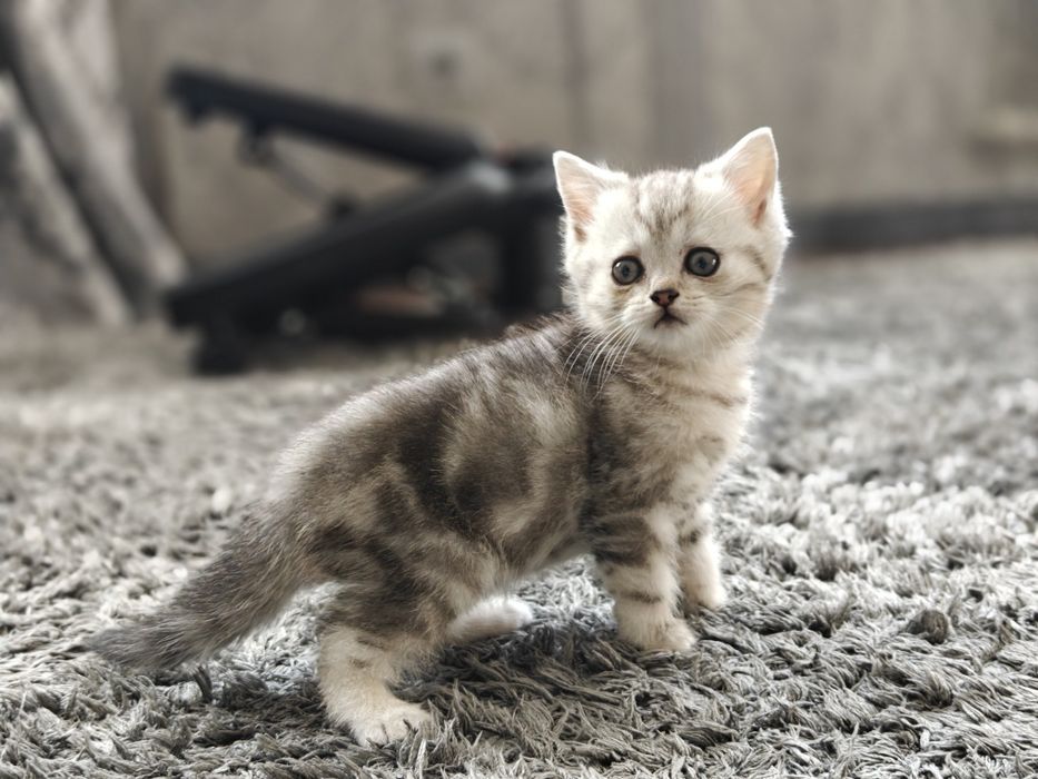 девочка прямоухая