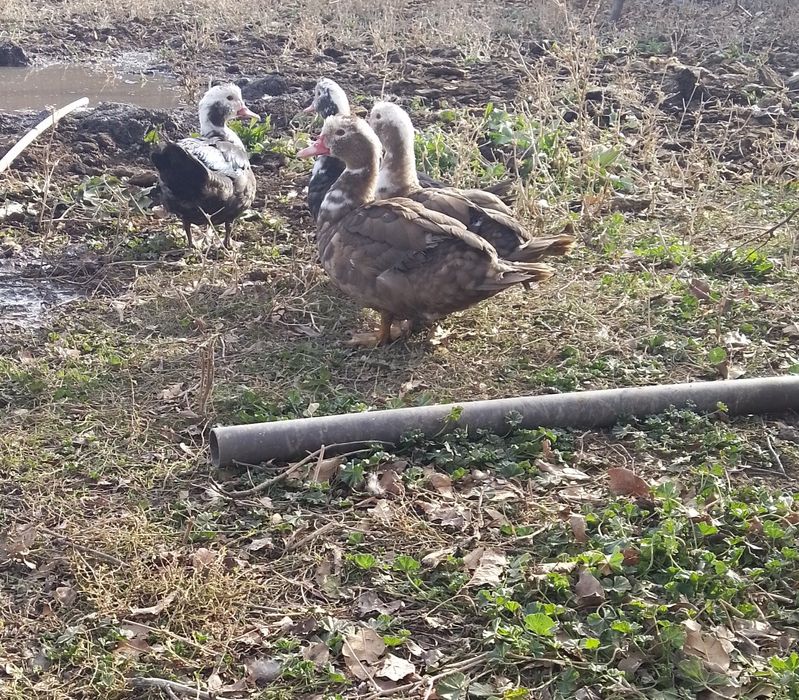 Үйректер  14  шт