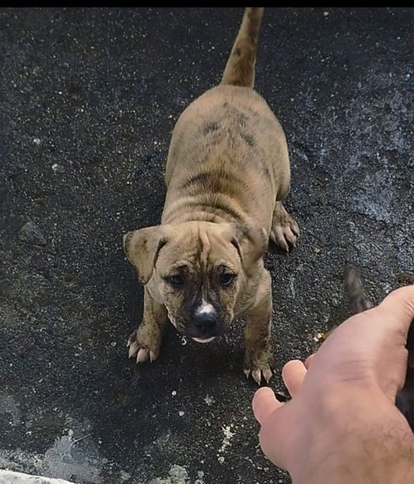 Перо де преса канарио