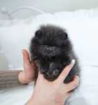 Asigur transport !!! Pui Pomeranian negru cu Pedigree !!!