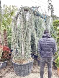 Cedru-cedrus atlantica glauca(argintiu,blue,verde)libanez