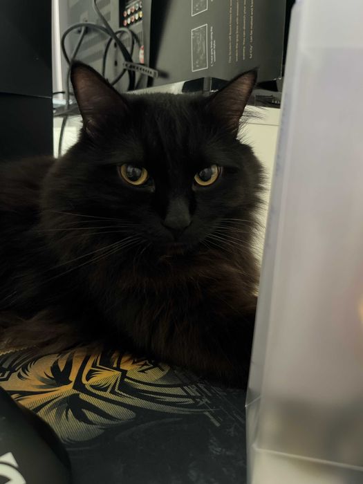 Красивый кот добрым людям!