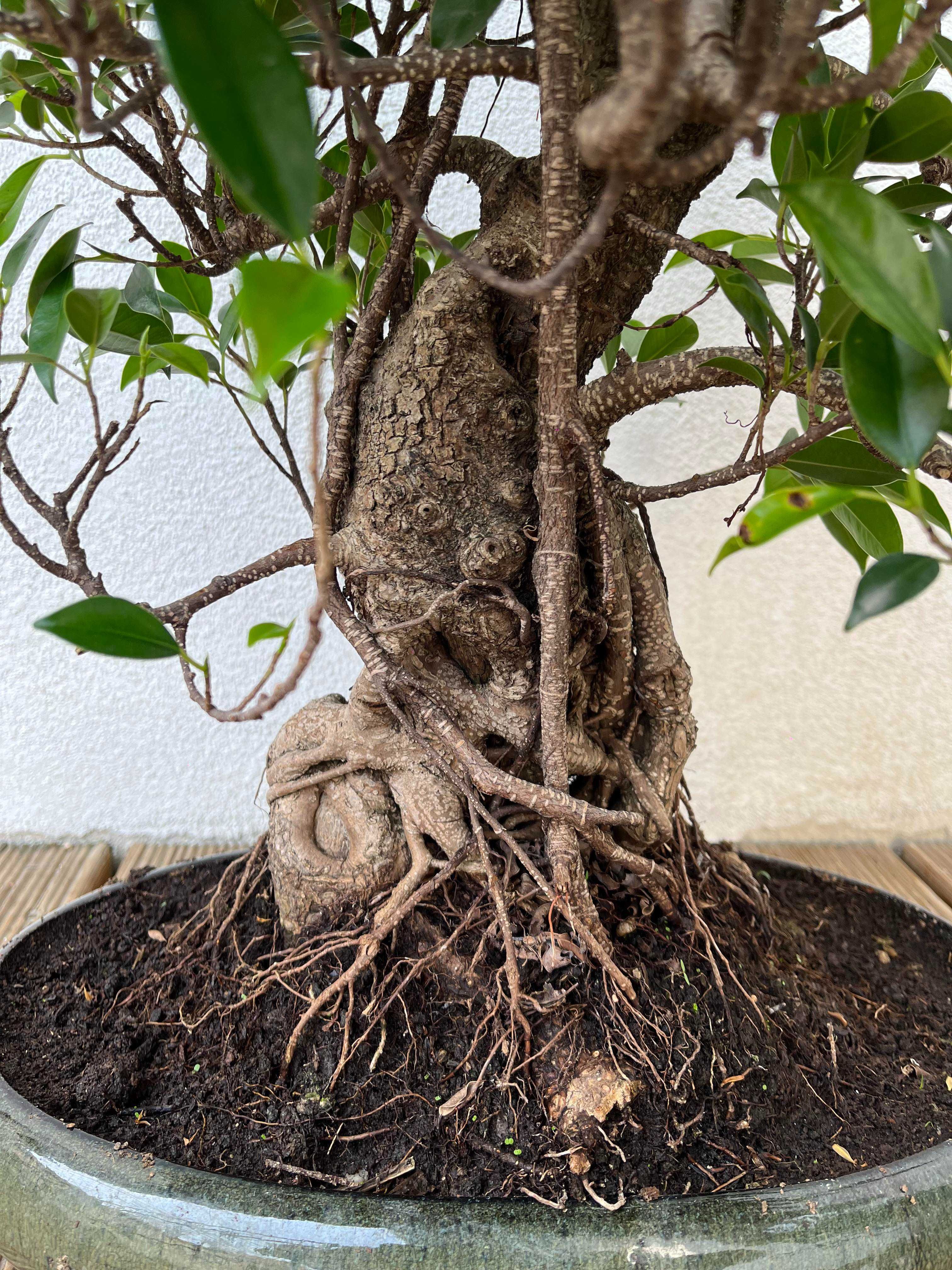 Bonsai Ficus Microcarpa Retusa / 24 ani