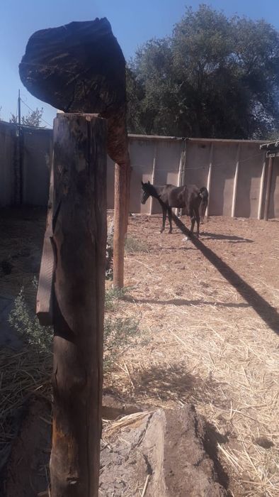 Жағдайы жақсы жылқы сатылады