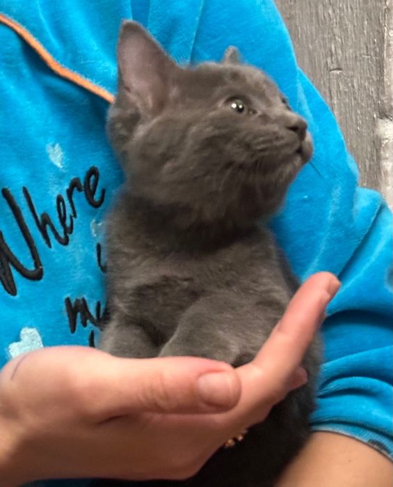 Котенок Чирчик бесплатно