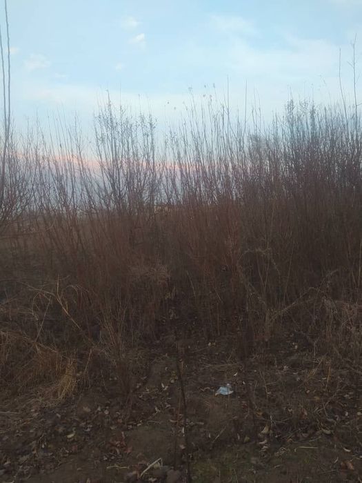 Бодом кучат супер навли