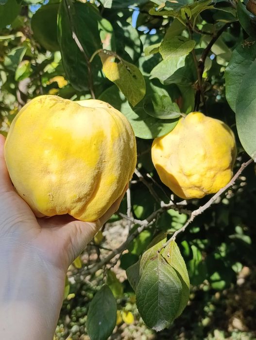 Айва Яблоки Виноград вкусные крупные сладки из нашего сада