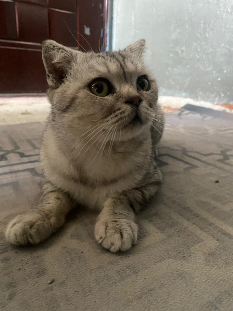 Шотланский мысық вислоухая
