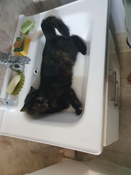 Кошка пародистая. Отдам в хорошие руки