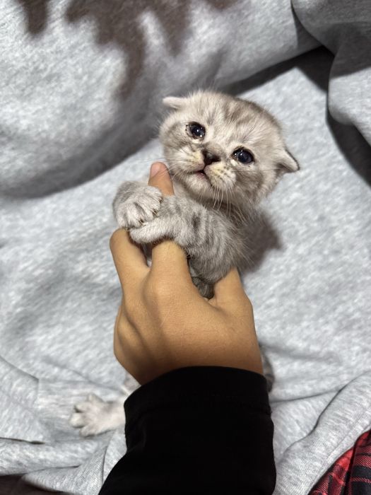 Scottish fold mushuk
