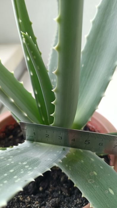Aloe Vera лечебное растение